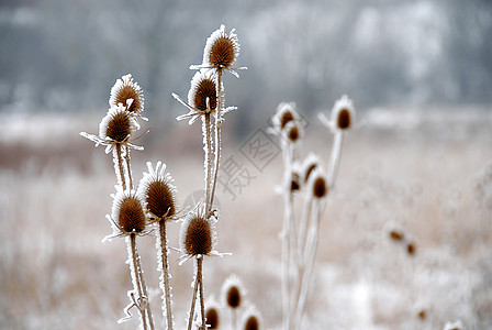 霜草冰电厂寒冷宏观季节公园植物清凉风景冻结场地枝条背景