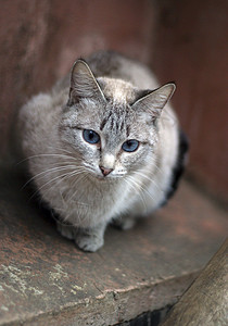 西亚马猫爪子胡须眼睛小猫良种女孩气势街道合作浣熊图片