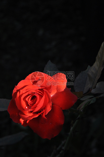 玫瑰 罗莎 罗莎 红玫瑰 菲奥雷 花 花 菲奥里 自然 自然 圣华伦天奴 圣华伦泰图片