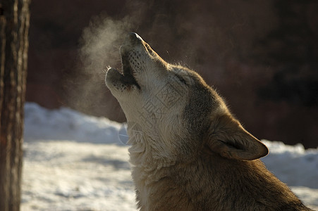 狼小动物野生动物眼球犬类眼睛荒野灰色动物打猎毛皮图片