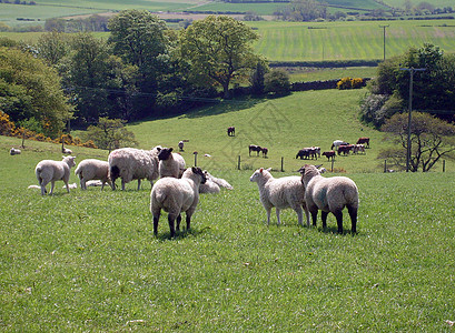 牧羊田野放牧家畜哺乳动物农场绿地野生动物农业动物英语草地农村图片