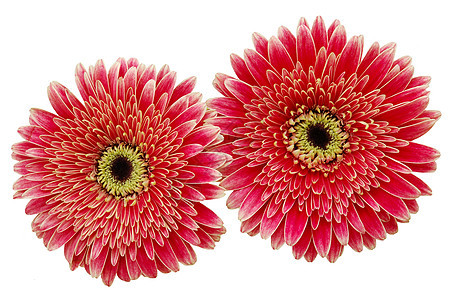 两朵粉红菊花被孤立图片
