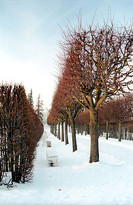 冬树红色图片