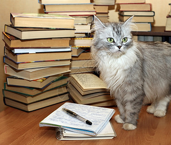 许多旧书和猫猫图片