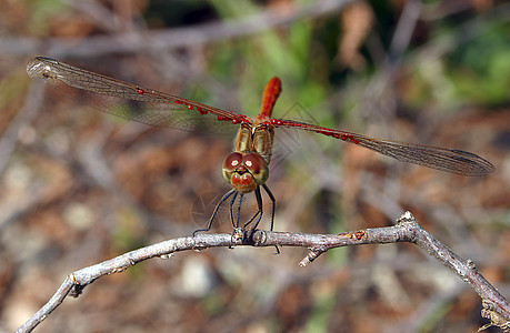 龙眼睛翅膀昆虫情调木头苍蝇异国绿色圆形蜻蜓图片