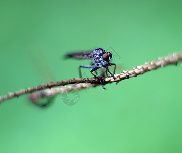 飞木头蜻蜓昆虫情调眼睛翅膀异国飞翔绿色圆形图片