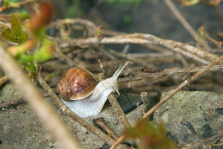 花园蜗牛宏观蠕变食物绿色速度鼻涕虫螺旋白色粘液棕色图片