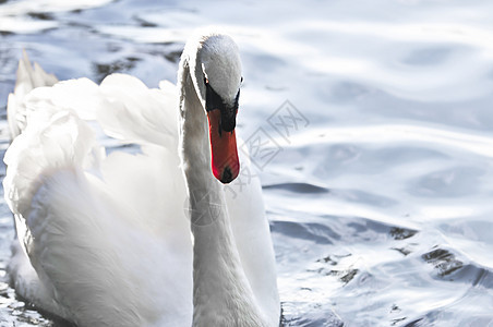 白天鹅翅膀白色反射游泳野生动物动物荒野池塘蓝色图片