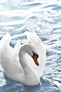 白天鹅池塘野生动物蓝色游泳反射翅膀荒野动物白色图片