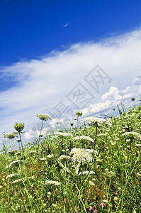 夏季草地国家天空牧场农村荒野野花花朵场地蓝色乡村图片