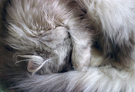 睡觉的小猫爪子女孩尾巴羊毛隐藏动物耳朵小胡子线圈图片