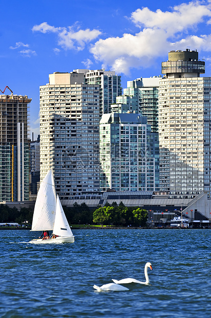 在多伦多港航行鸟类城市建筑娱乐天鹅帆船游艇景观天际高楼图片