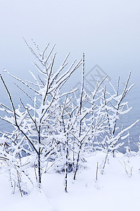 白雪树场景森林植物暴风雪白色分支机构公园季节蓝色风景图片