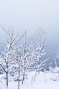 白雪树森林树木暴风雪白色植物公园季节季节性降雪风景图片