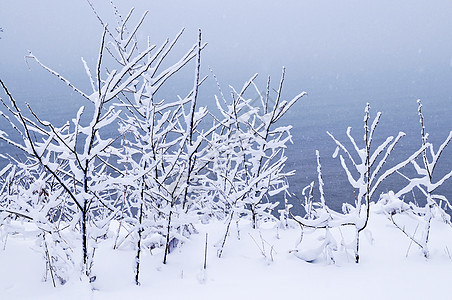 白雪树白色场景森林暴风雪降雪植物分支机构树木季节性公园图片