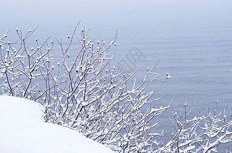 白雪树白色季节性降雪场景季节植物树木暴风雪分支机构风景图片