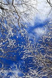 冬树和蓝天空季节性天气树梢森林暴风雪天空降雪公园蓝色季节图片