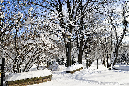 冬季公园天空森林降雪街道车道城市分支机构季节蓝色胡同图片