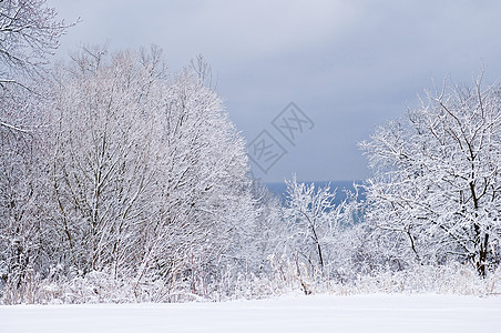 冬季风景森林季节性树木天空灰色分支机构场景公园降雪季节图片