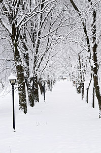 冬季公园的街道森林暴风雪小路植物分支机构场景途径树木降雪车道图片