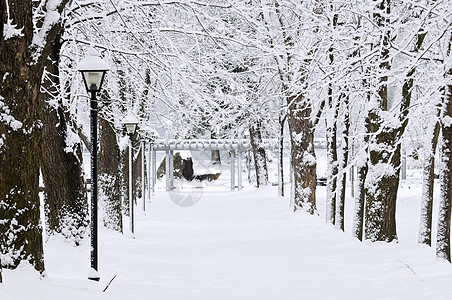 冬季公园的街道途径风景暴风雪踪迹分支机构车道季节森林树木小路图片