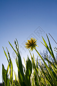 千当度黄色白色植物花朵蓝色绿色植物群杂草宏观天空图片