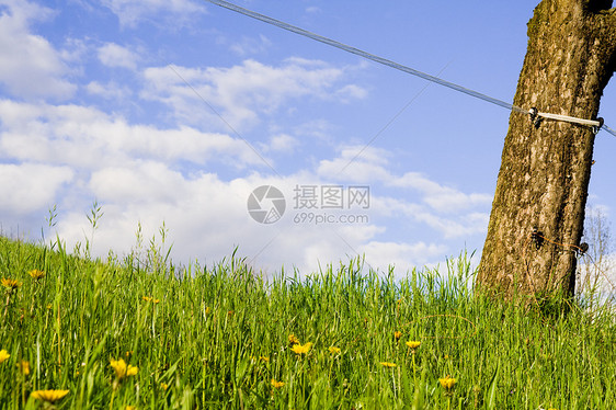 转轮蓝色花朵天空金属水平花园植物群植物杂草树干图片