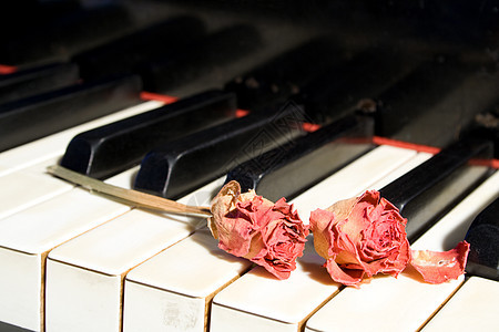 带干玫瑰的旧钢琴水平热情音乐钥匙植物群乐器白色红色键盘象牙图片