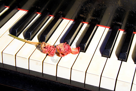 带干玫瑰的旧钢琴象牙粉色水平白色植物群热情键盘红色木头钥匙图片