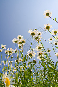 金金仙子绿色蓝色白色植物群杂草黄色雏菊植物天空宏观图片