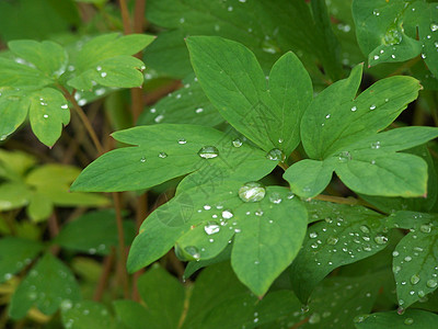 叶子上下垂的雨滴图片