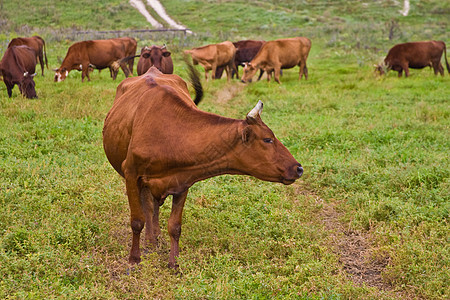 牧场农场动物家畜挤奶工草地奶牛图片