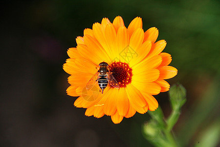 花朵上的蜜蜂花园黄色昆虫公园自然图片