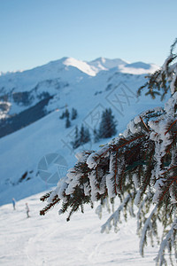 野生植物大山野猪滑雪场运动时间滑雪图片