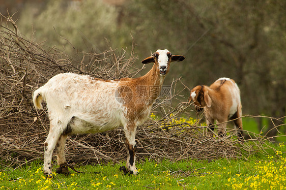 两只山羊场地阳光动物农场蓝色家畜毛皮农村鼻孔耳朵图片