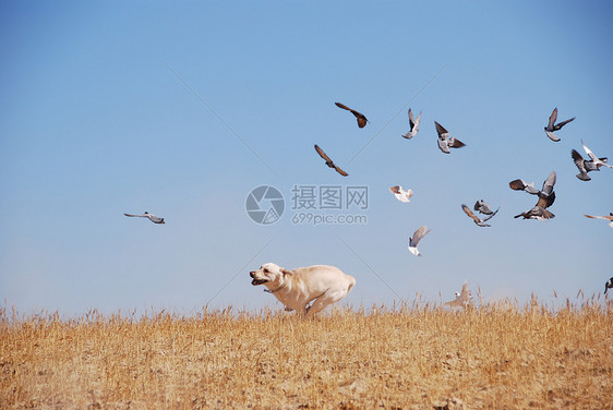 我也能飞图片