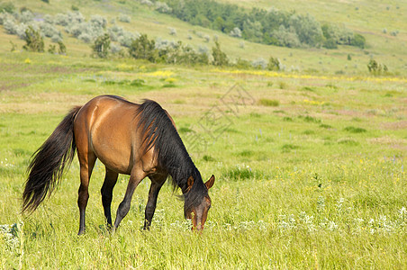 孤独的马匹放牧环境季节农业蓝色晴天草原高地农场夫妻场地图片