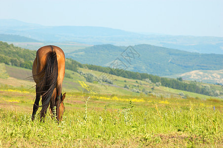 孤独的马匹放牧环境尾巴农村蓝色太阳草原牧场草地场地晴天图片