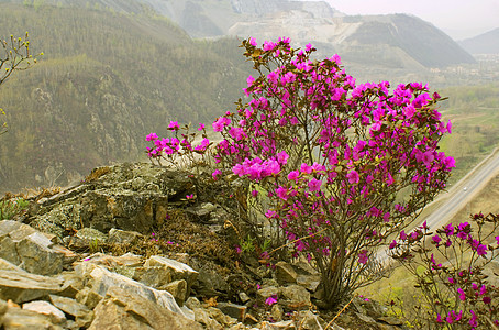 露天开花绿色花瓣叶子粉色植物红色岩石荒野紫色图片
