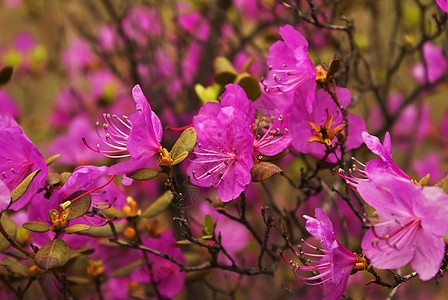 露天开花荒野紫色花瓣叶子粉色岩石红色植物雌蕊宏观图片