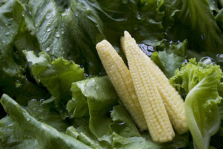 婴儿玉米叶子食物绿色蔬菜植物图片