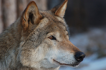 狼打猎毛皮荒野眼睛眼球犬类小动物野生动物动物灰色图片