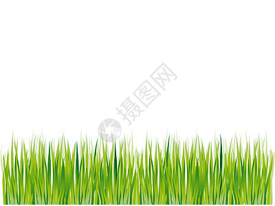 绿草周绿色 夏季背景叶子插图植物草地生育力生活痕迹地平线药品季节图片