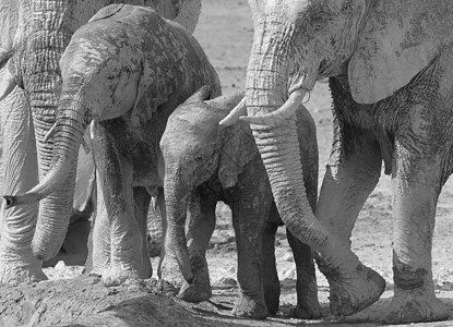 非洲大象家庭(B&W)背景图片