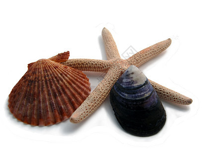 水星和贝壳支撑温泉宏观纪念品旅行星星海螺浴室海滩热带图片