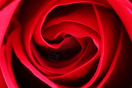 玫瑰曲线香气图层花朵分层螺旋园艺花瓣图片