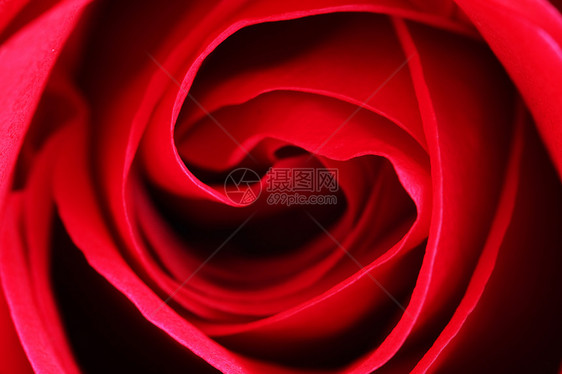 玫瑰曲线香气图层花朵分层螺旋园艺花瓣图片