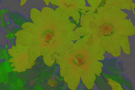 催眠菊菊花图片