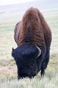 大野牛 (Bison bison) 公牛图片