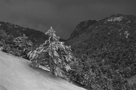 雪雪飘动图片